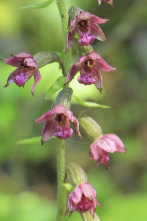 Epipactis atrorubens
