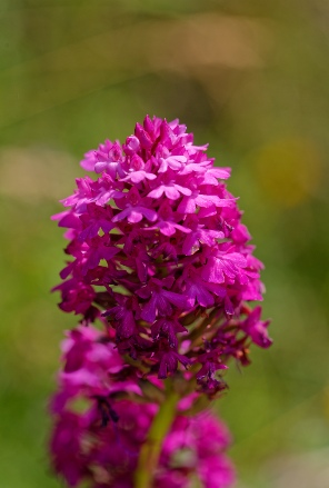 Anacamptis pyramidalis subsp tanayensis