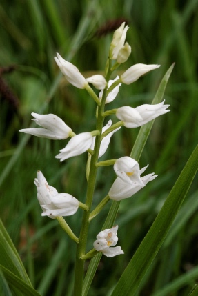 Cephalanthera Longifolia