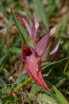 Serapia Neglecta