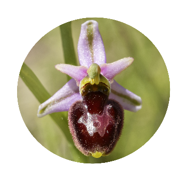 Ophrys Aranéola