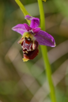 ophrys fuciflora