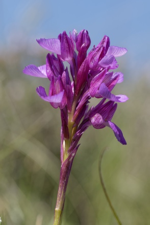 Anacamptis papilionacea