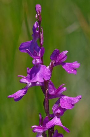 Anacamptis palustris