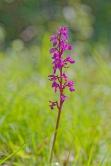 androrchis mascula