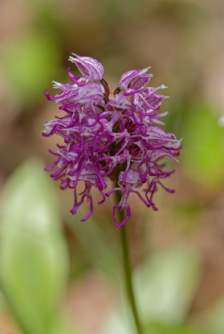 Orchis simia