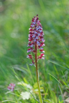 orchis purpurea