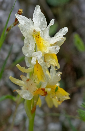 Pauciflora