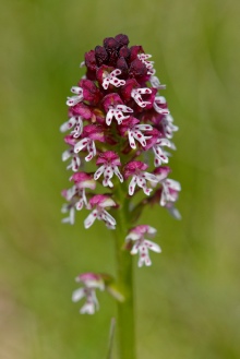 neotinea ustulata