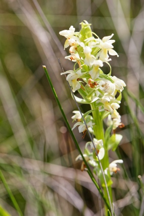 dactylorhiza ochroleuca