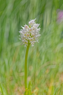 orchis simia