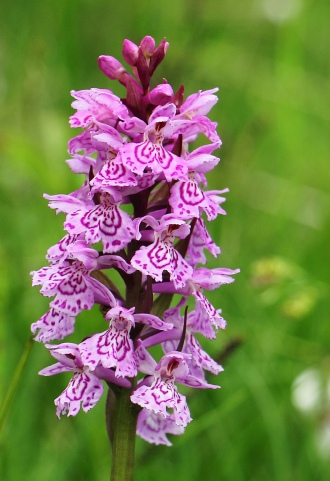 Dactylorhiza Maculata