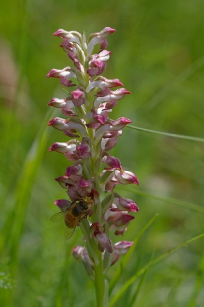 Coriophora fragrans
