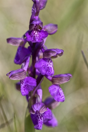 Anacamptis morio