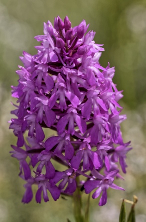 Anacamptis pyramidalis