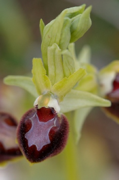Ophrys Provincialis