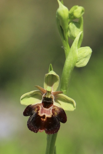 #INSECTFUCIDEMANGEI
