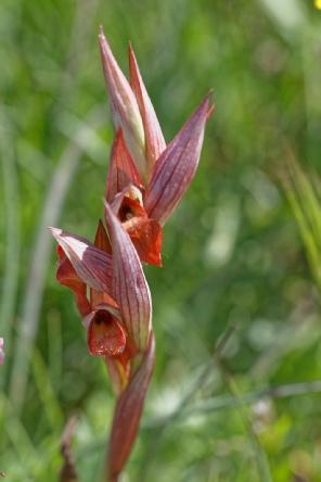 Serapia Bergonii