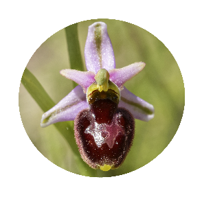 Ophrys Aranéola