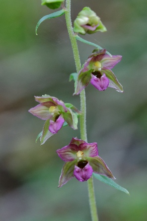 Epipactis helleborine