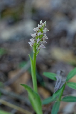 Neotinea maculata