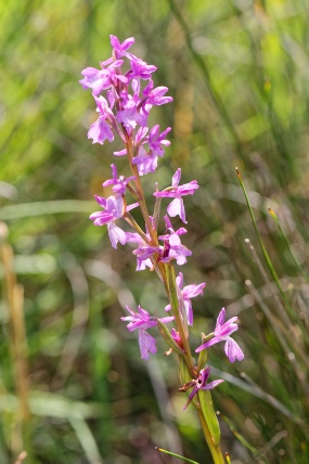 Anacamptis palustris