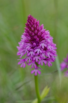 anacamptis pyramidalis