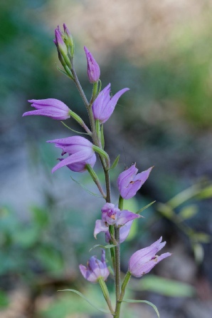 Cephalanthera Rubra