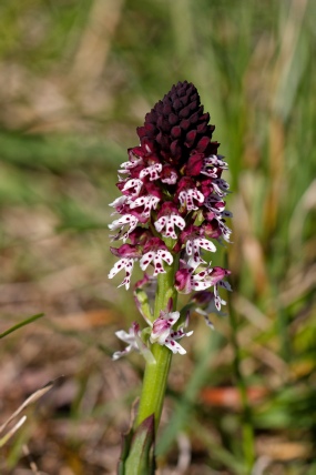 Neotinea Ustulata