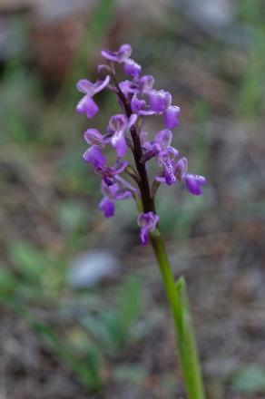 Anacamptis morio picta