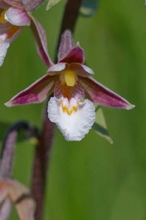 Epipactis palustris